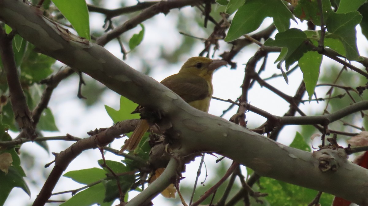 Summer Tanager - ML620759530