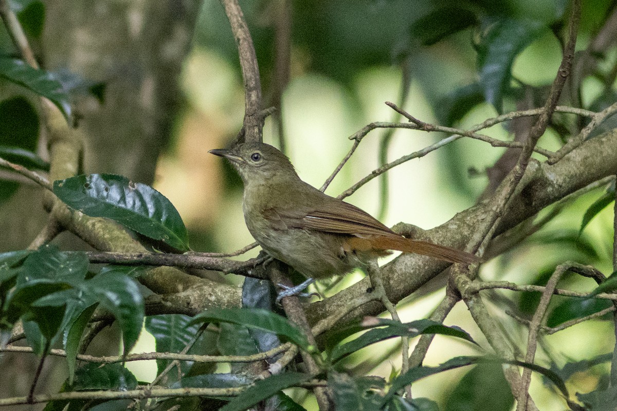 Cabanis's Greenbul - ML620759533