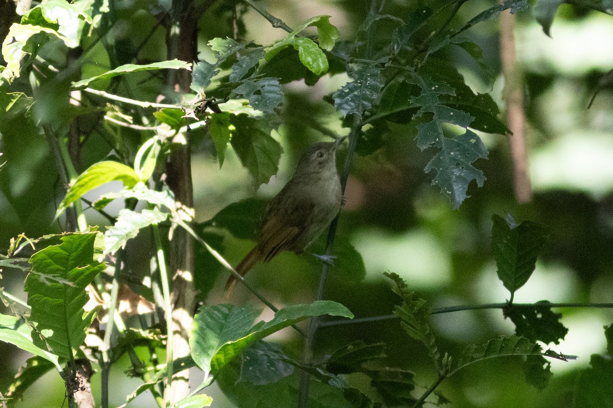 Cabanis's Greenbul - ML620759534