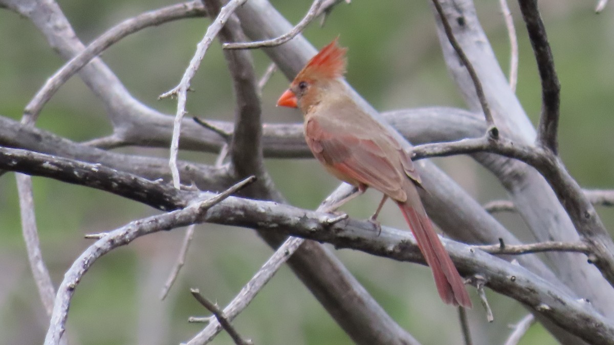 Northern Cardinal - ML620759536