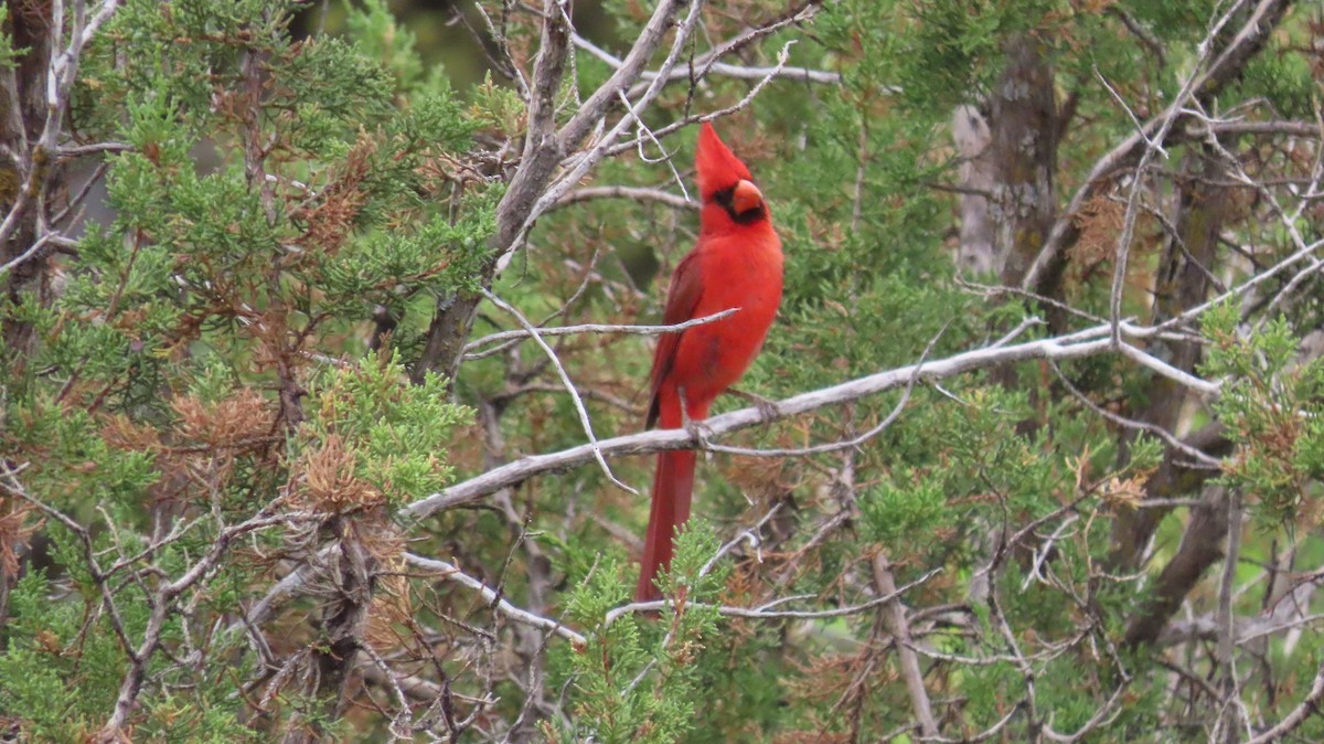 Northern Cardinal - ML620759538