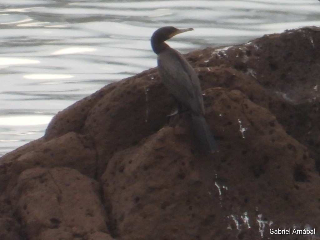 Neotropic Cormorant - ML620759539