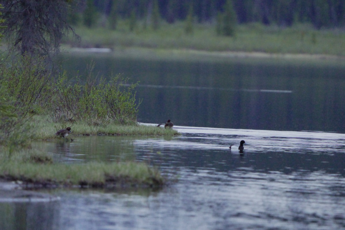 Greater Scaup - ML620759540