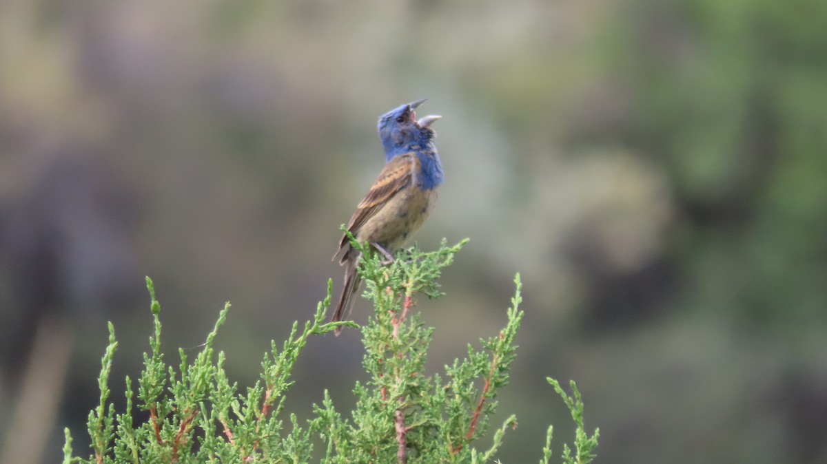 Blue Grosbeak - ML620759542