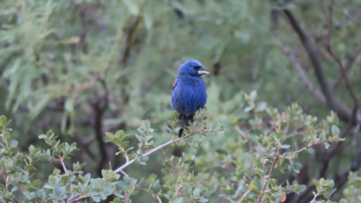 Blue Grosbeak - ML620759545