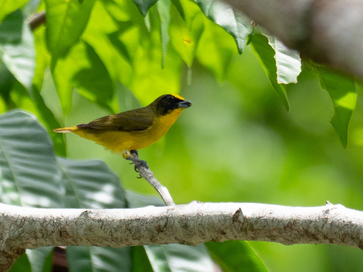 Thick-billed Euphonia - ML620759549