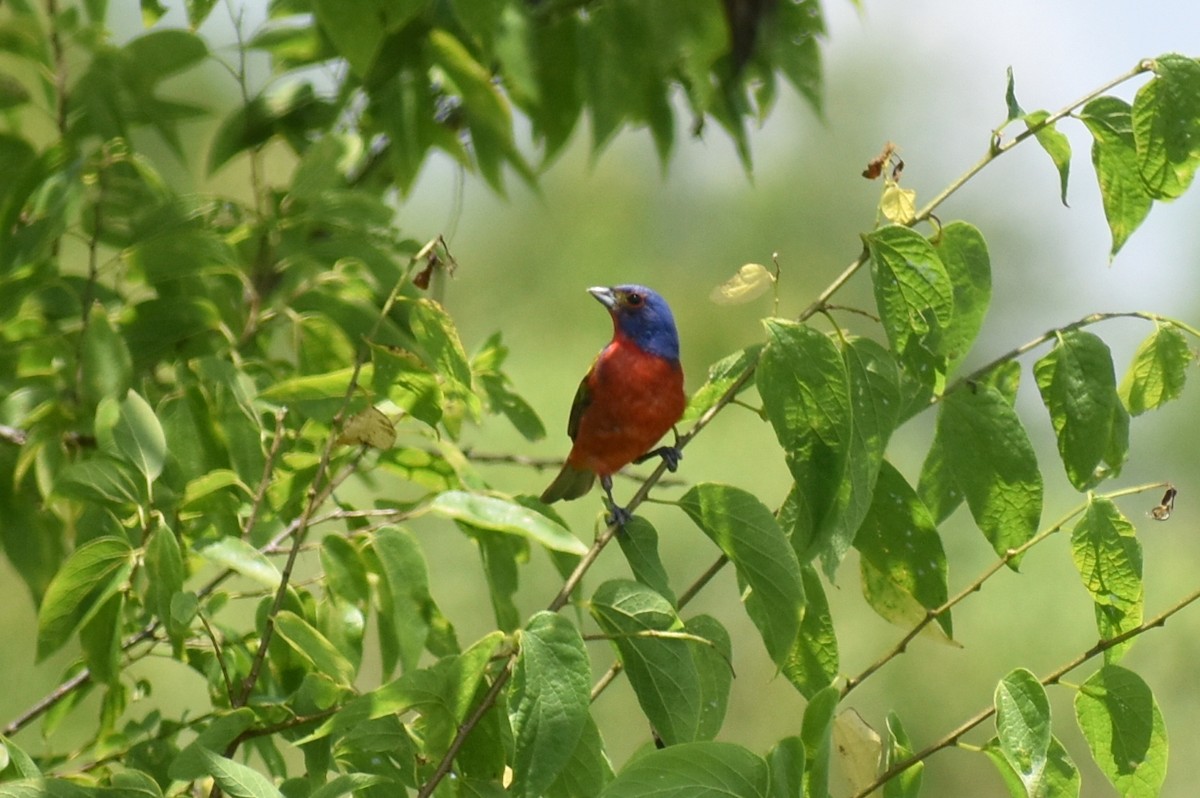 Painted Bunting - ML620759551