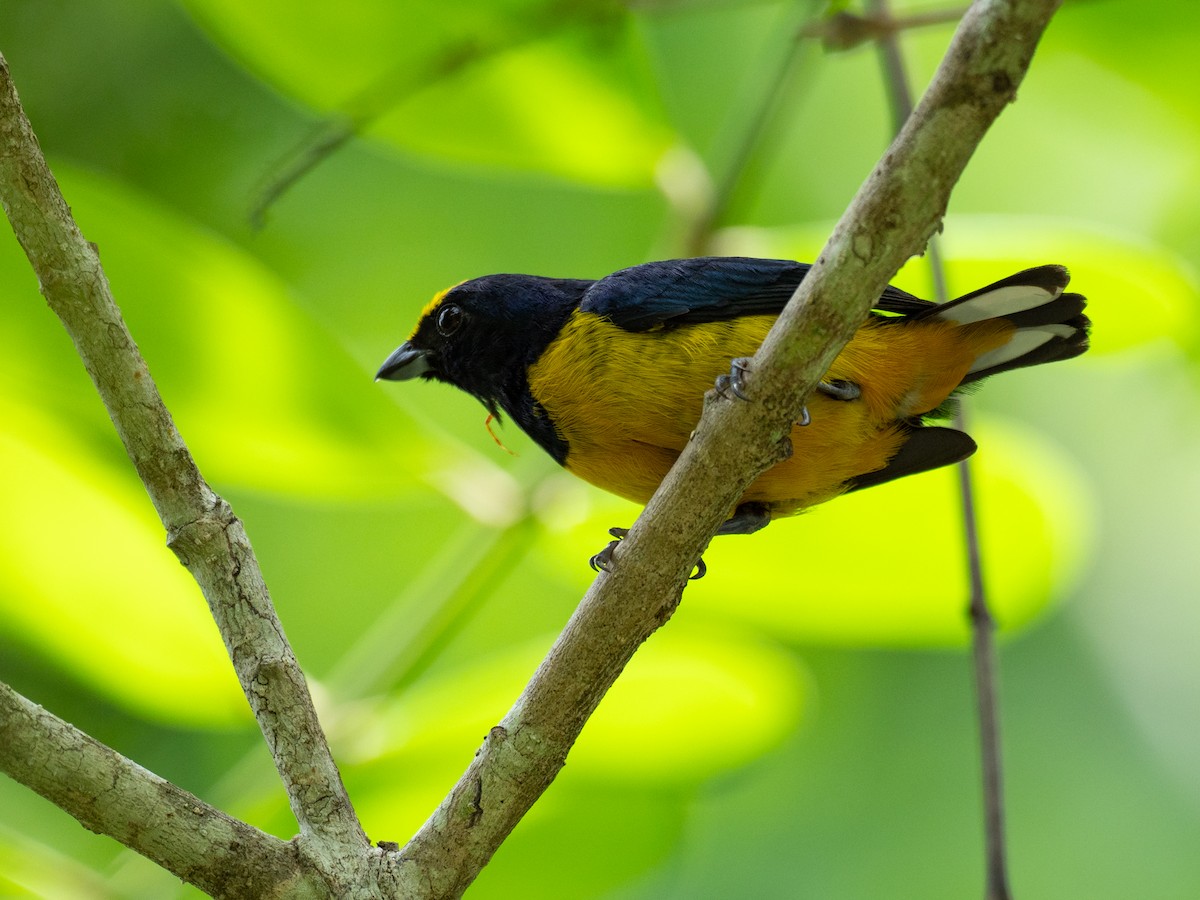 Fulvous-vented Euphonia - ML620759557