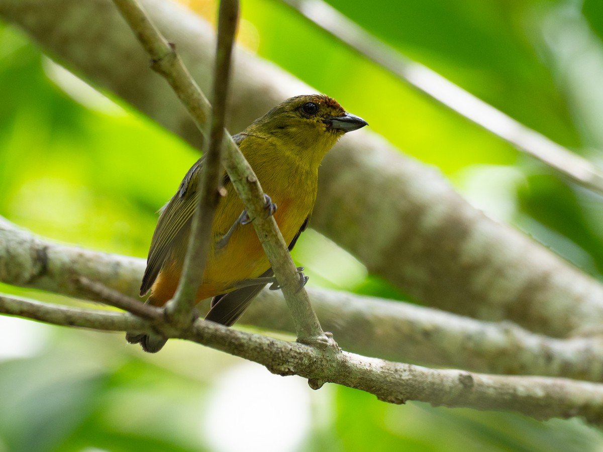 Fulvous-vented Euphonia - ML620759558