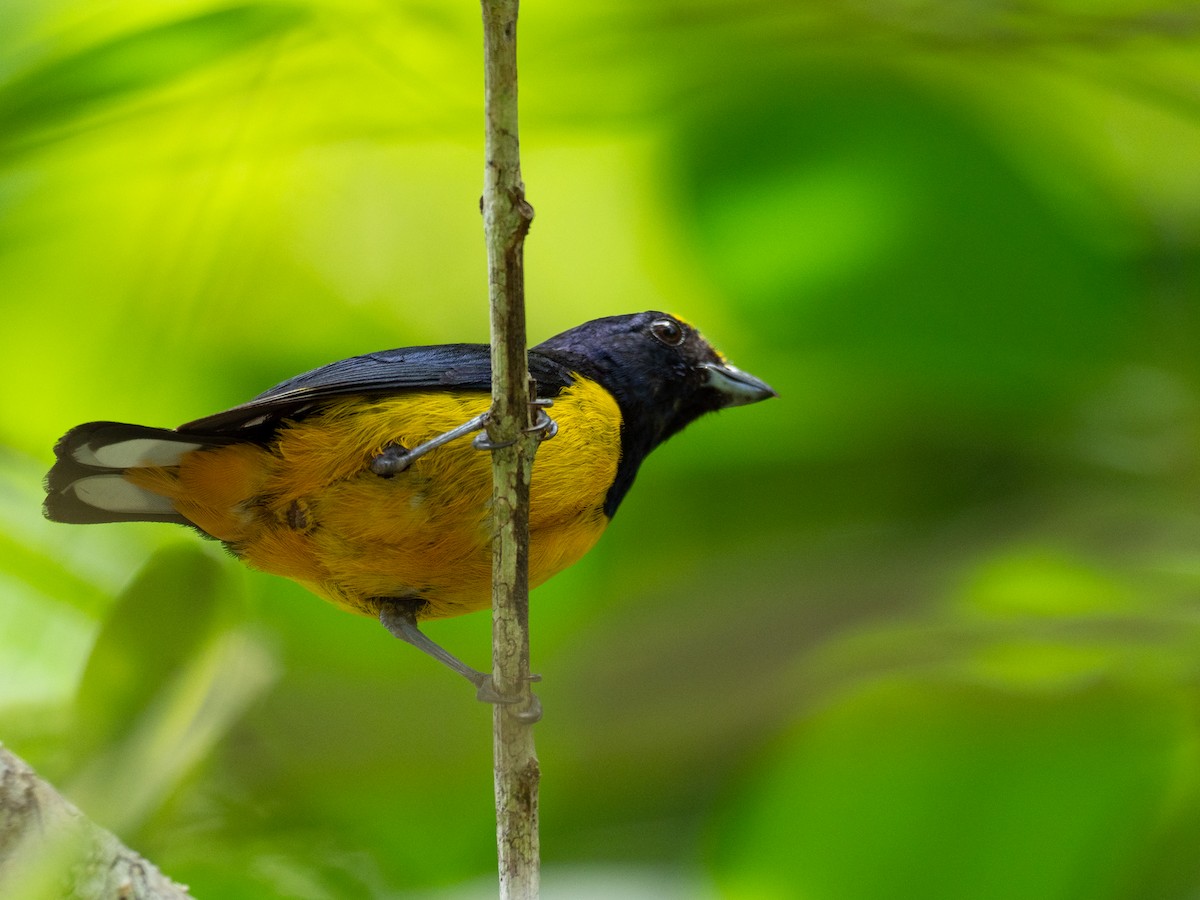 Fulvous-vented Euphonia - ML620759559