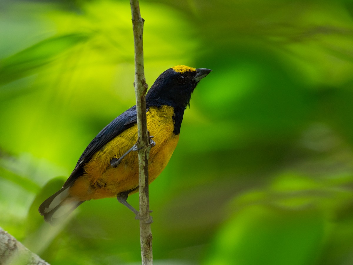 Fulvous-vented Euphonia - ML620759560