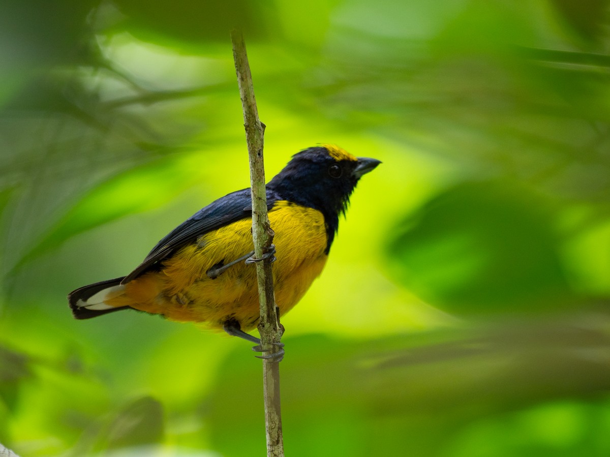 Fulvous-vented Euphonia - ML620759561