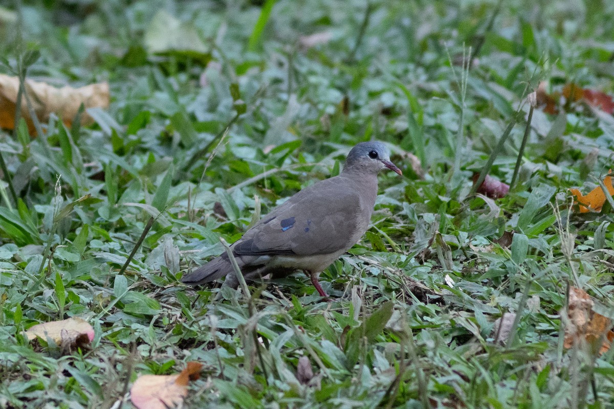 Blue-spotted Wood-Dove - ML620759562
