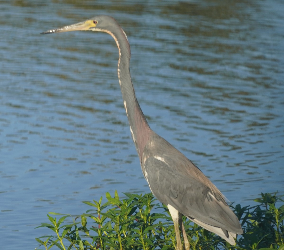 Tricolored Heron - John McCallister