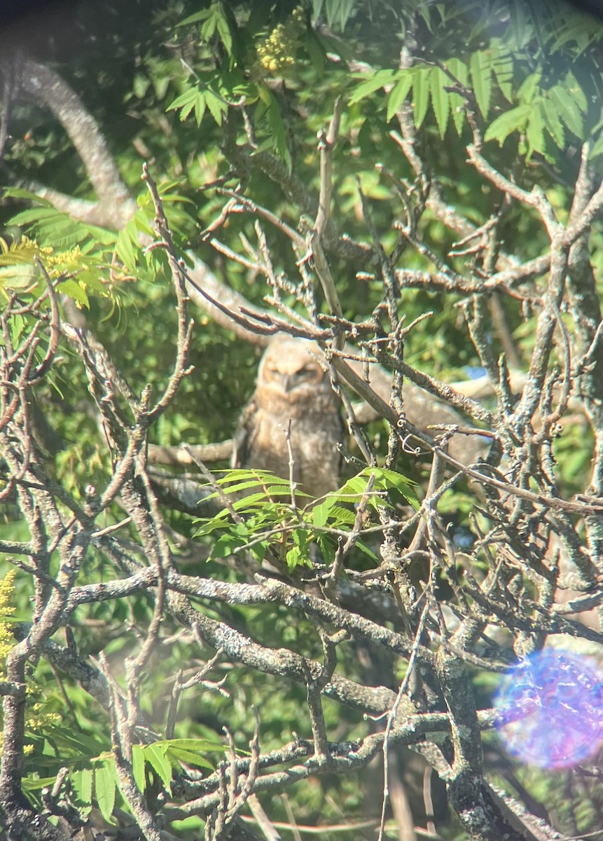 Great Horned Owl - ML620759568