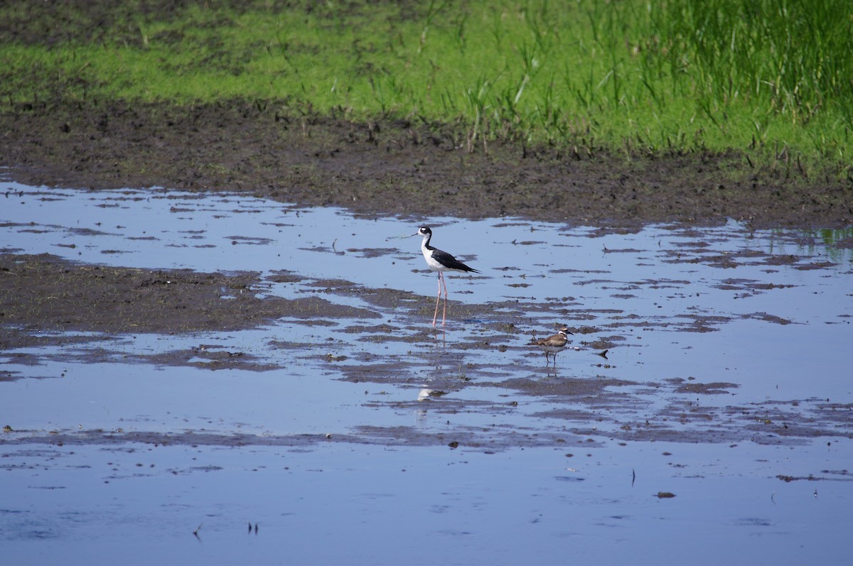 Black-necked Stilt - ML620759570