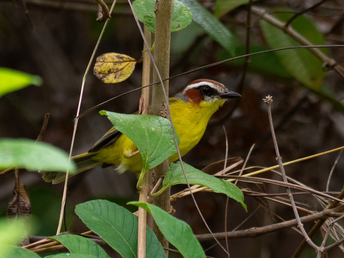 Chestnut-capped Warbler - ML620759575