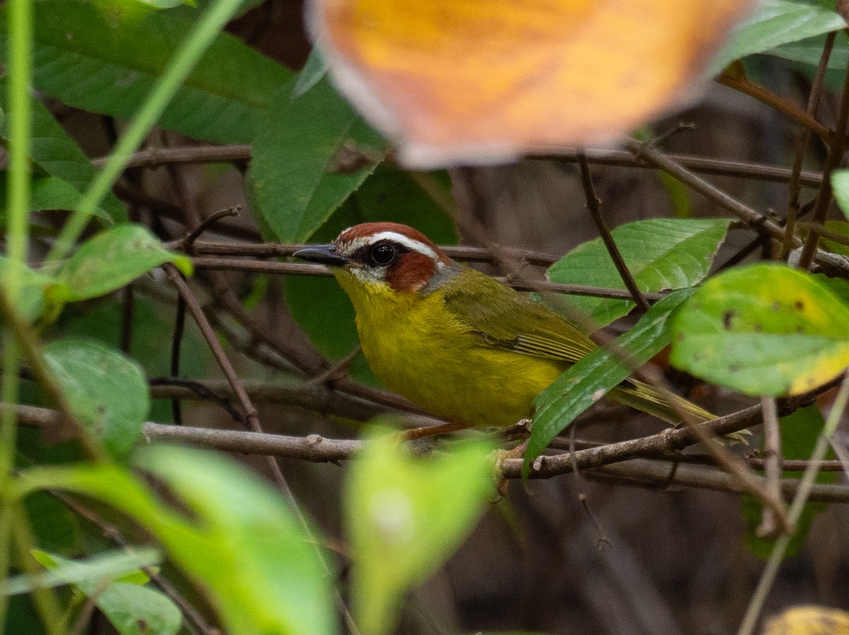 Chestnut-capped Warbler - ML620759576