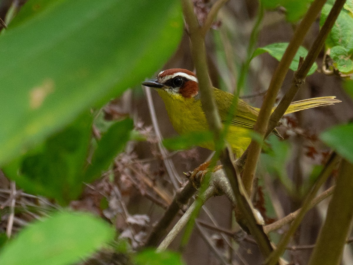 Chestnut-capped Warbler - ML620759577