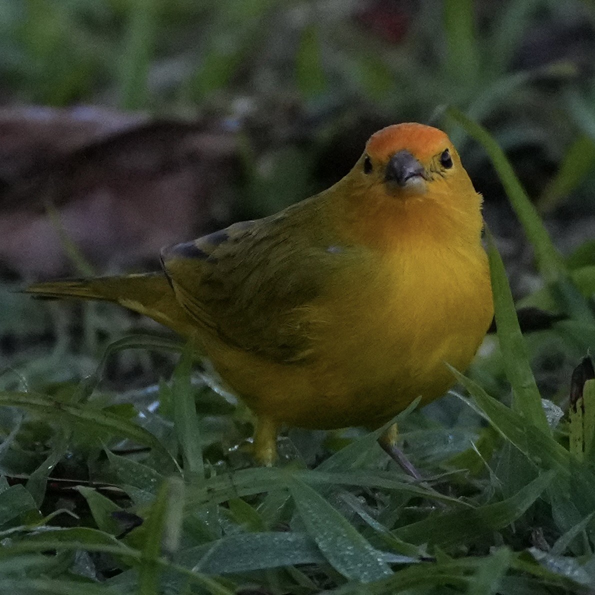 Saffron Finch - ML620759583