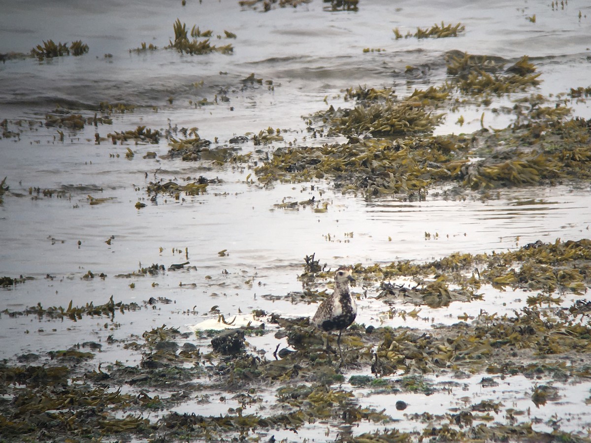 Pacific Golden-Plover - ML620759588