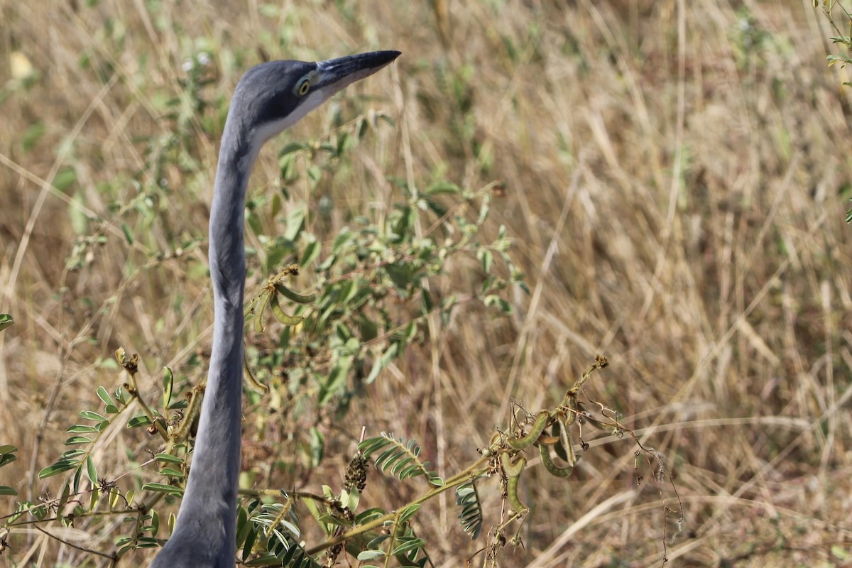 Black-headed Heron - ML620759599