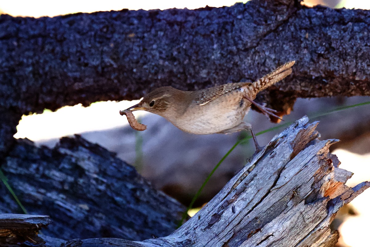 House Wren - ML620759604