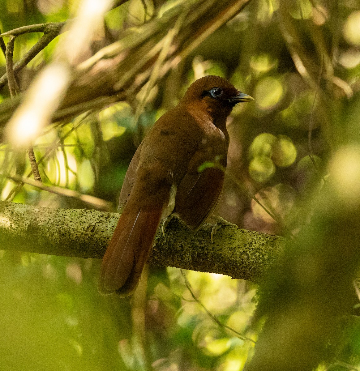 Rusty Laughingthrush - Caitlin Kiska