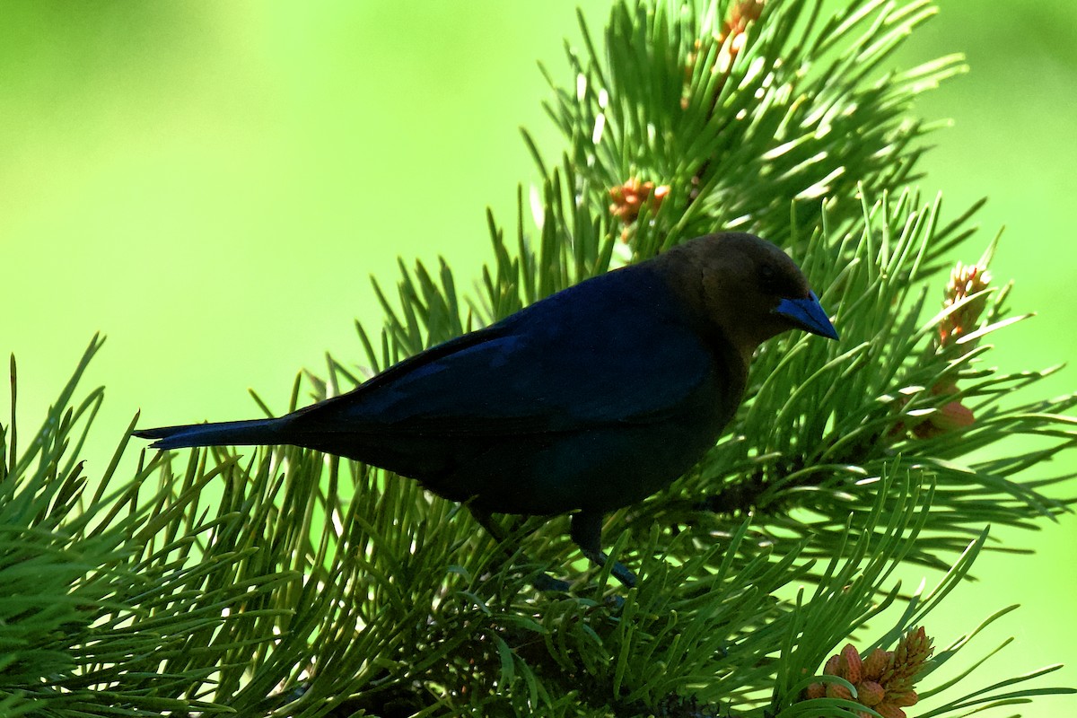 Brown-headed Cowbird - ML620759608