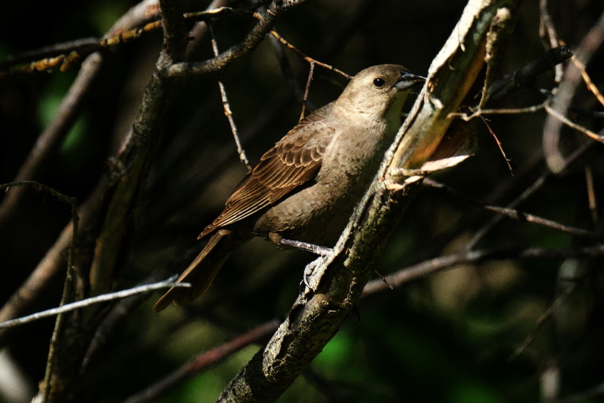 Brown-headed Cowbird - ML620759611