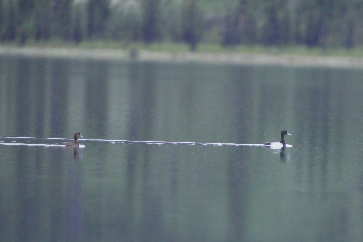 Greater Scaup - Judith Hayden