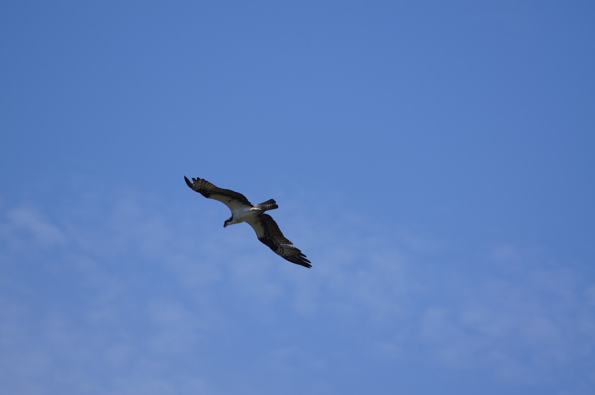 Águila Pescadora - ML620759613