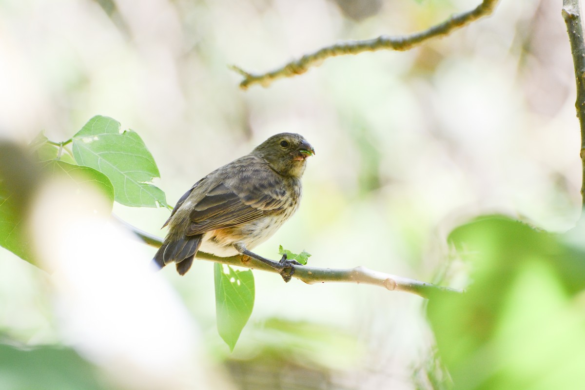 Vegetarian Finch - ML620759614