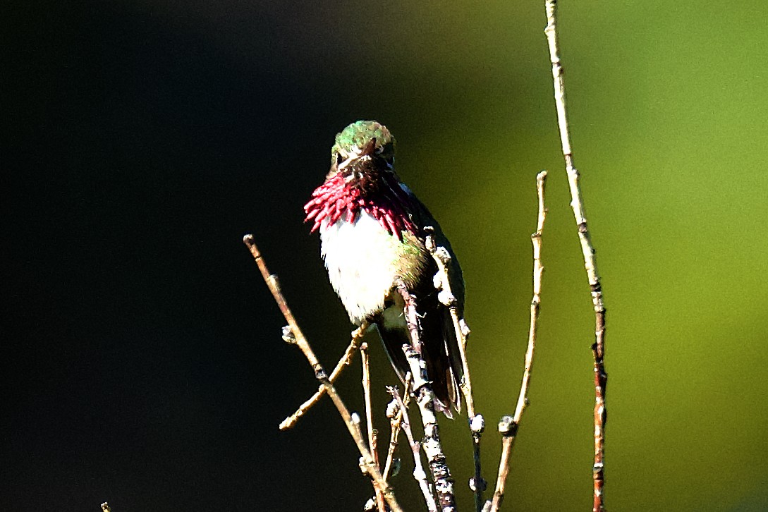 Calliope Hummingbird - ML620759615