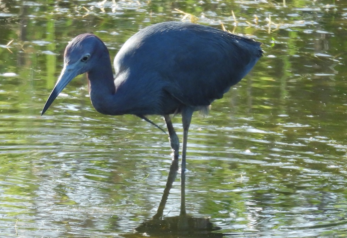 Little Blue Heron - ML620759616