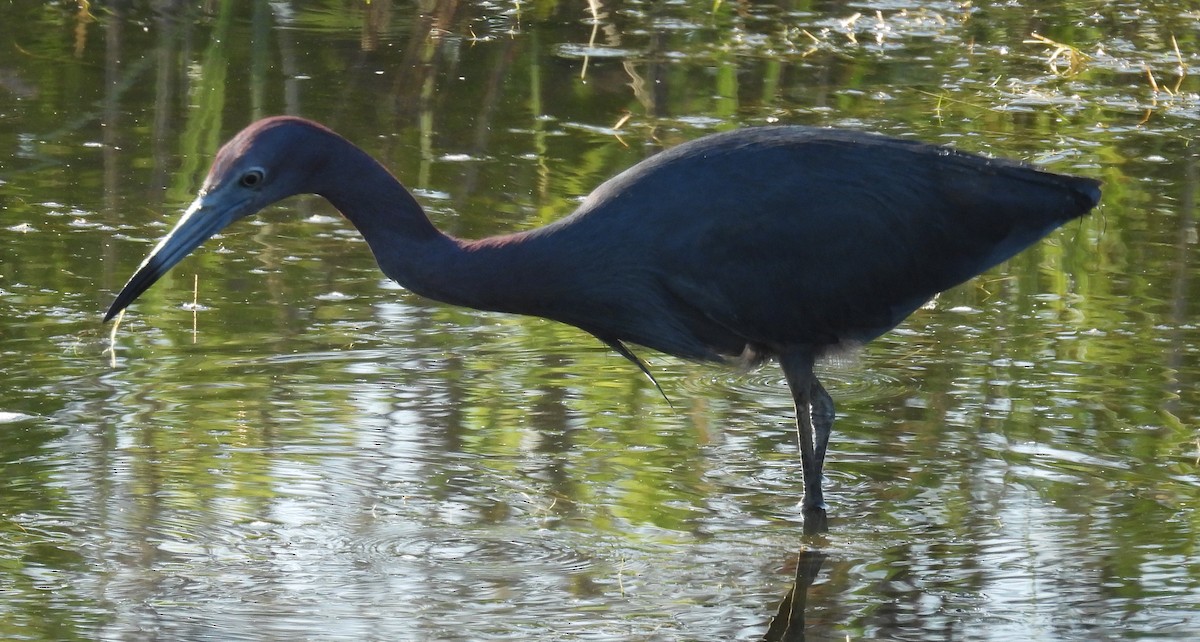 Little Blue Heron - ML620759618