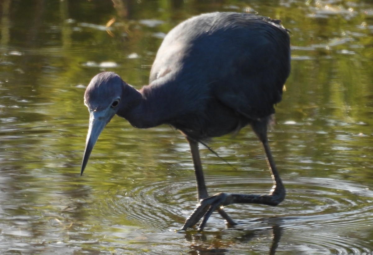 Little Blue Heron - ML620759619