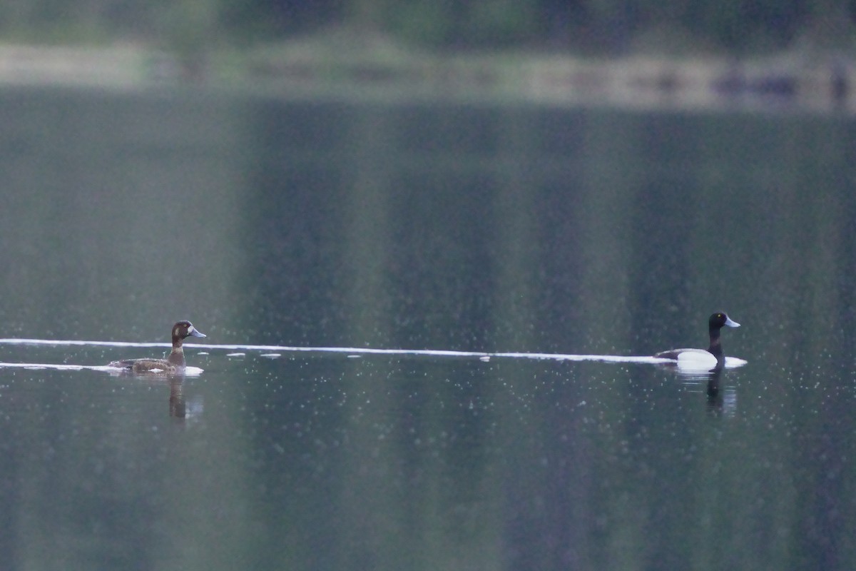 Greater Scaup - ML620759624