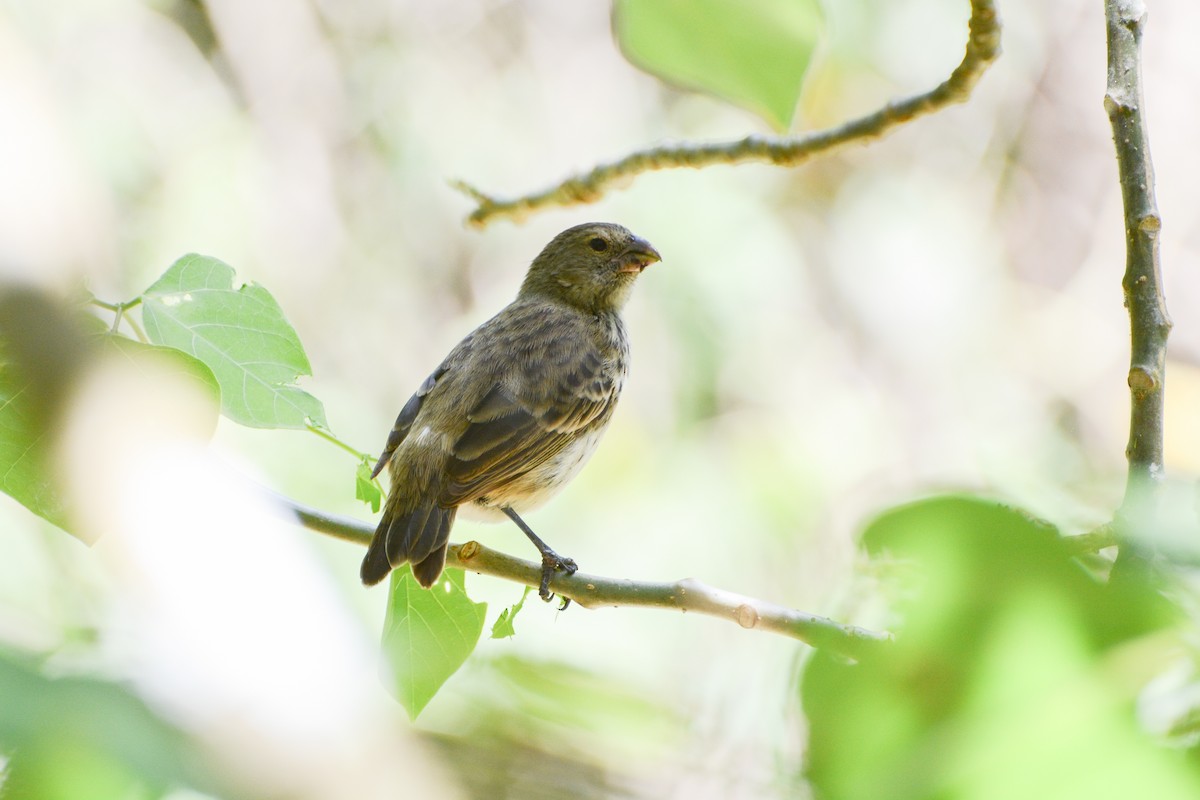 Vegetarian Finch - ML620759626