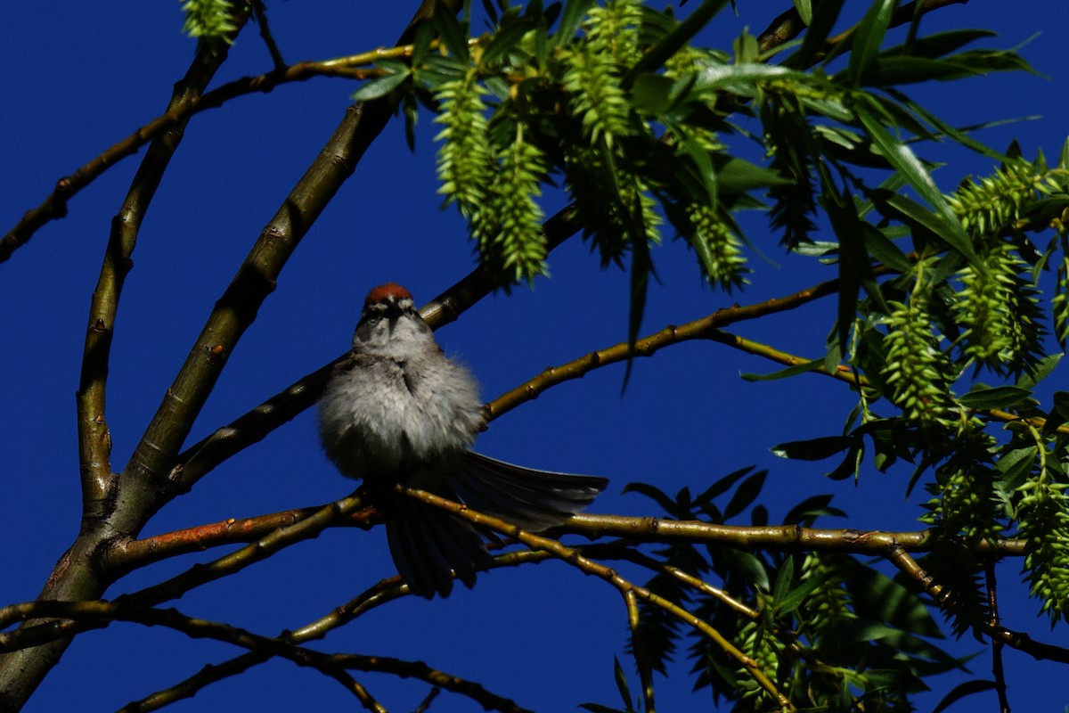 Chipping Sparrow - ML620759628