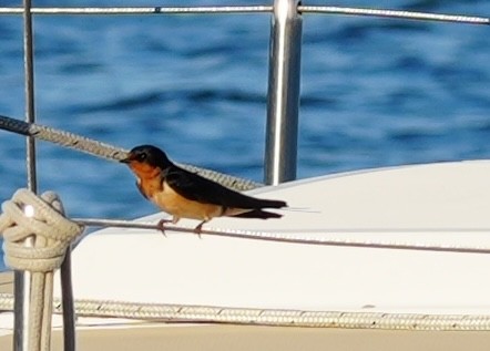 Barn Swallow - ML620759629