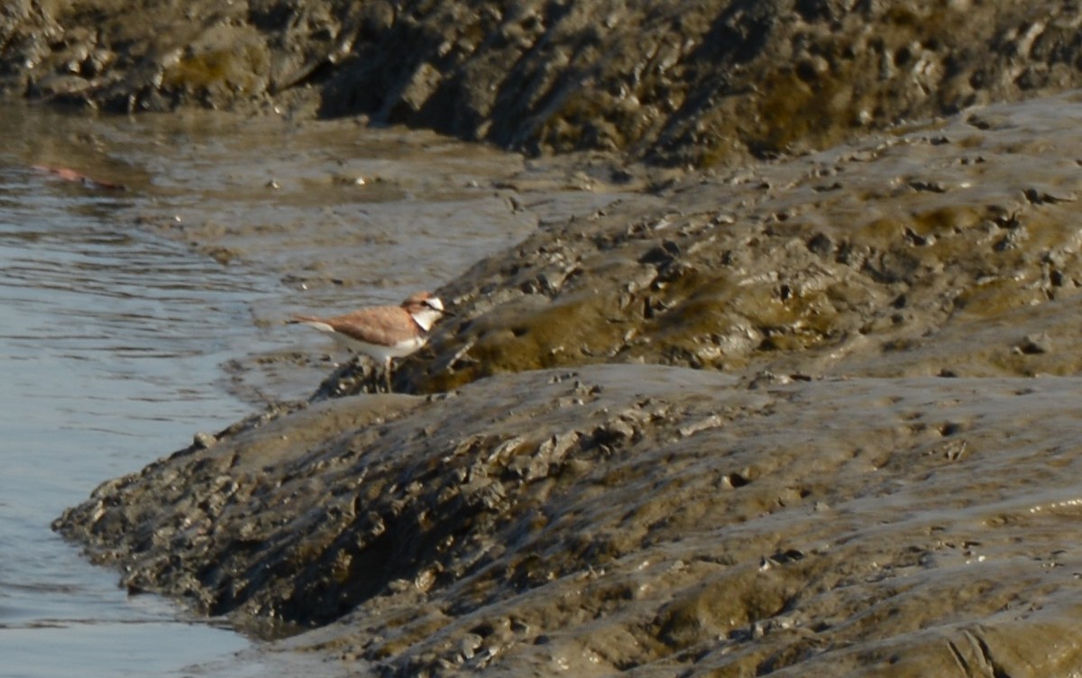 Collared Plover - ML620759630