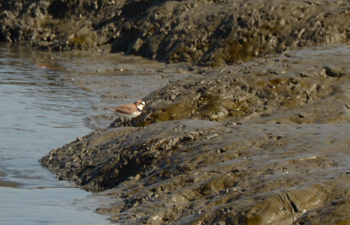 Collared Plover - ML620759631