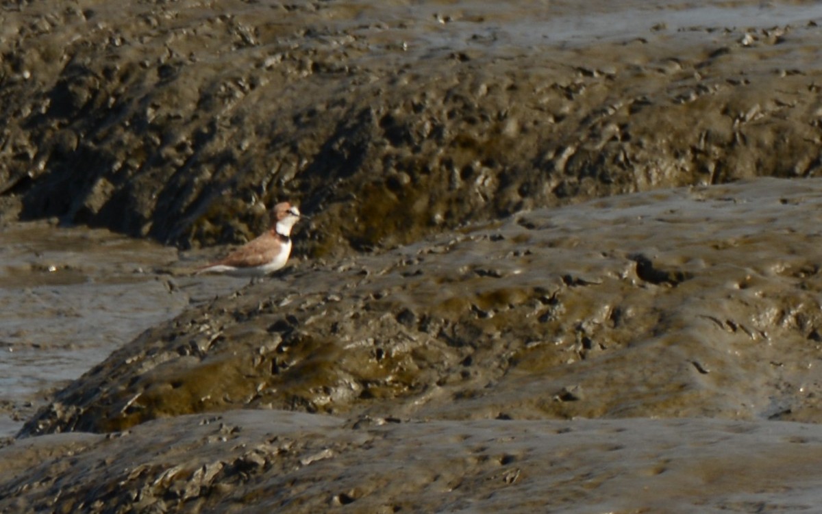 Collared Plover - ML620759632