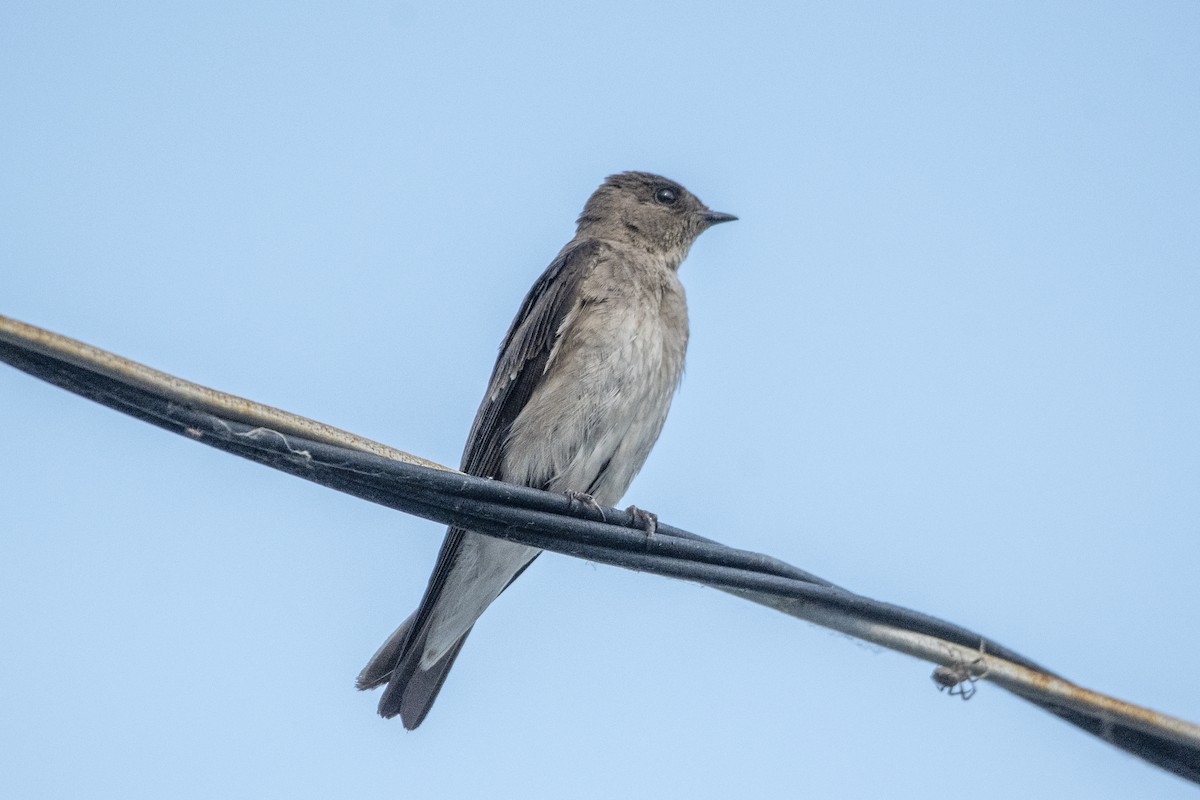 Northern Rough-winged Swallow - ML620759633