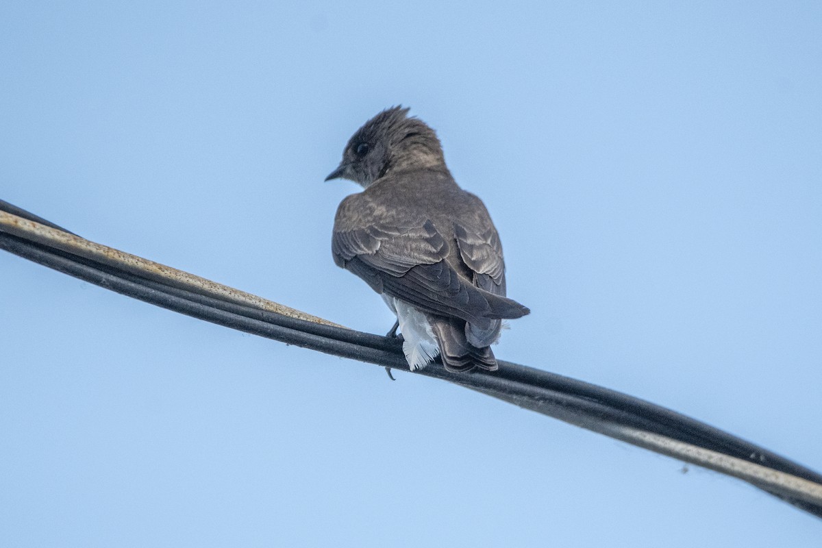 Northern Rough-winged Swallow - ML620759634