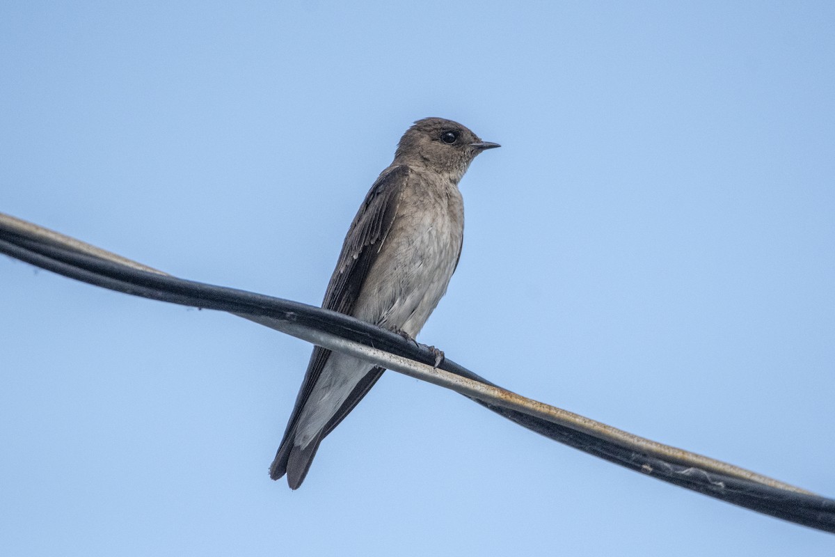 Northern Rough-winged Swallow - ML620759635