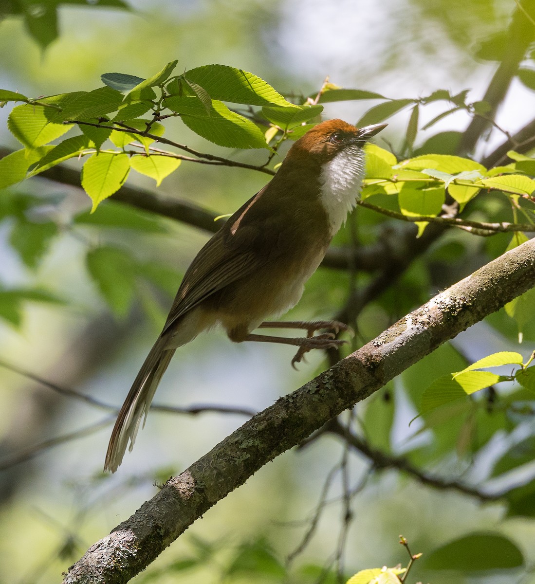 Rufous-crowned Laughingthrush - ML620759641