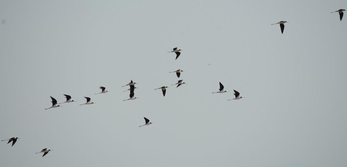 Black-necked Stilt - ML620759656