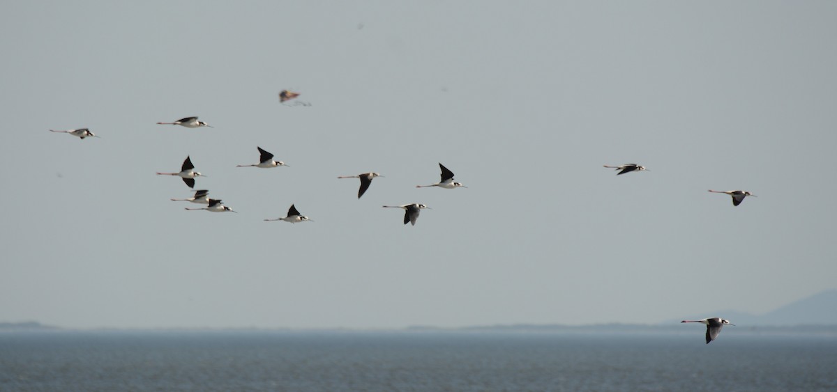 Black-necked Stilt - ML620759657